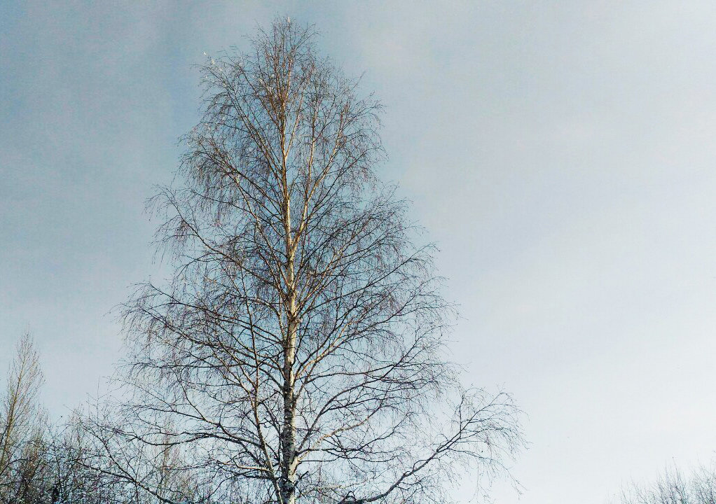 Tree - Ирина 