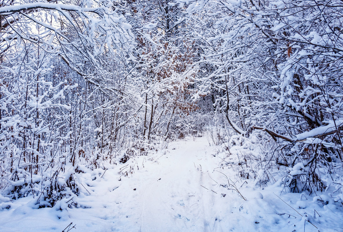 Сказка в зимнем лесу - Андрей Гриничев