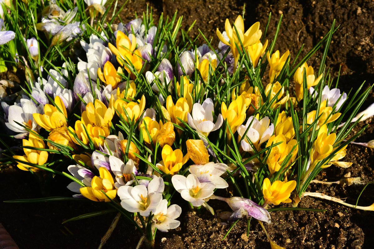 Весна в моем саду - Светлана Ларионова