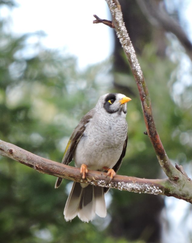 Noisy Miner - чудинова ольга 