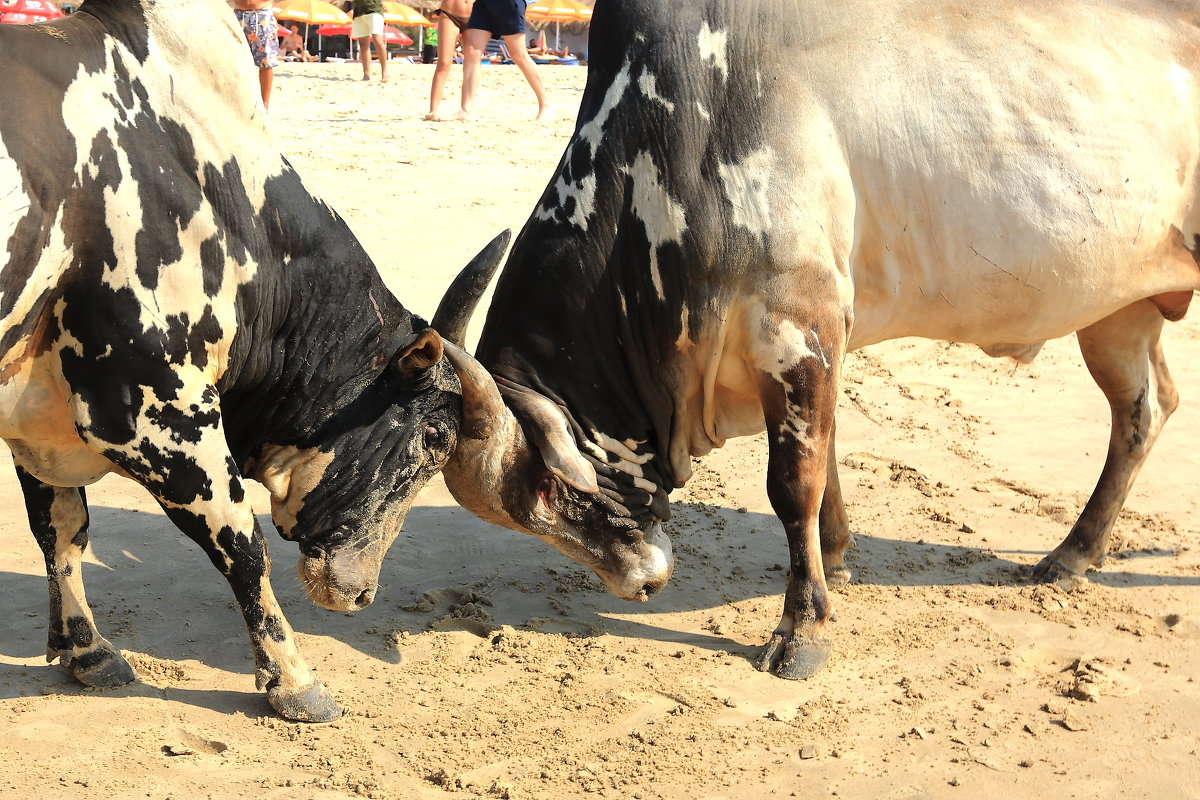 Бой быков на пляже Гоа - Василий 