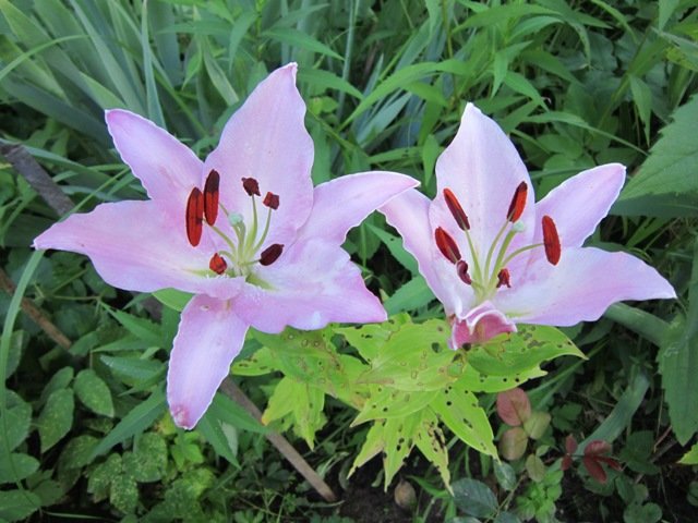 Две нежных лилии в саду - Дмитрий Никитин