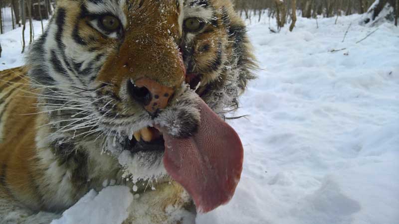Тигриное настроение тигра Жорика - Виктор Алеветдинов