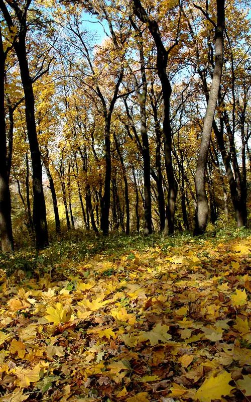 Осень. - Николай Сидаш