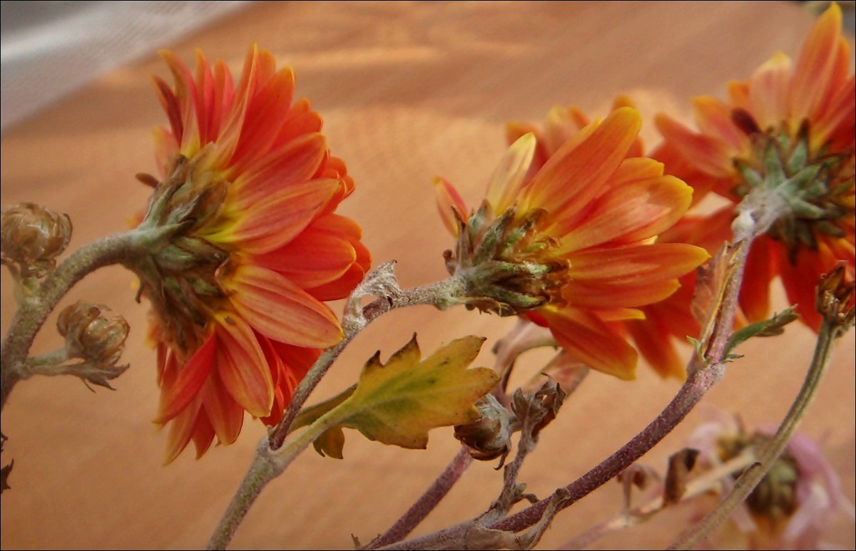 Обиженные хризантемы - Нина Корешкова