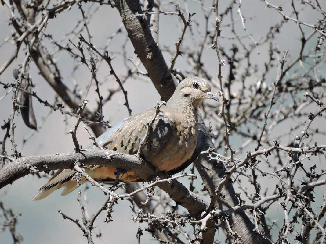 Pacific Dove - чудинова ольга 