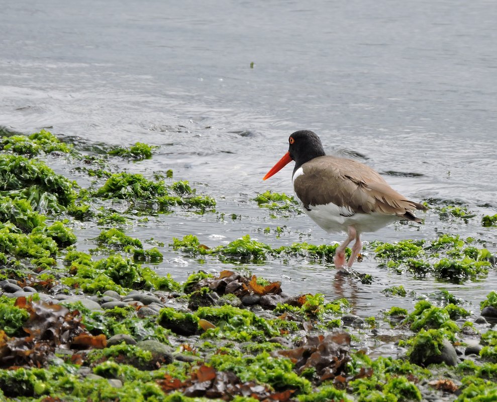 Magellanic Oystercatcher - чудинова ольга 