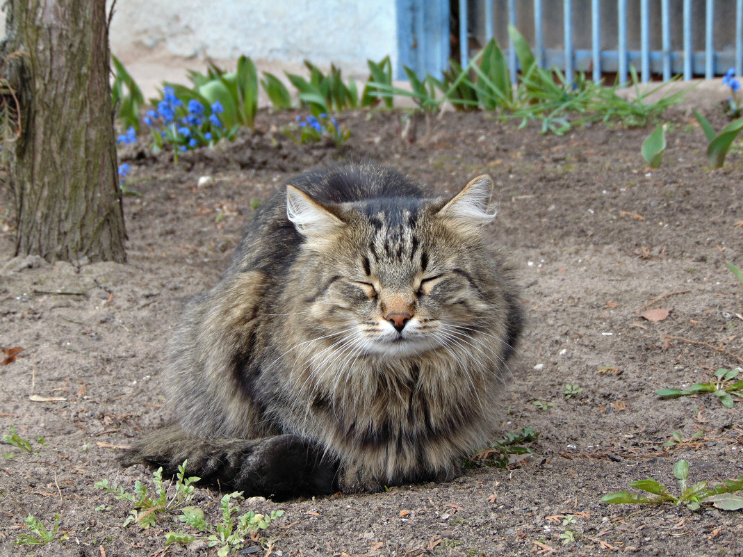 Уличный кот - Вера Аксёнова