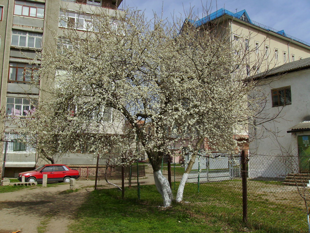 Весна   в   Ивано - Франковске - Андрей  Васильевич Коляскин