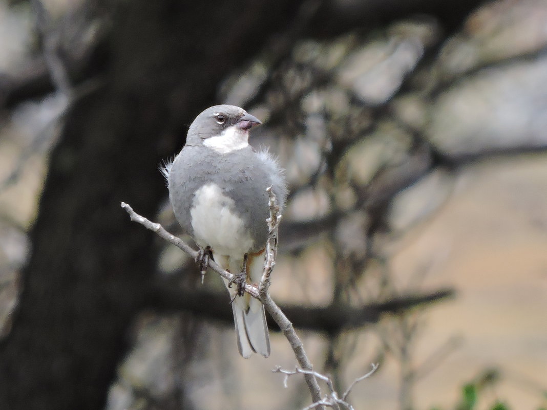 Common Diuca-Finch - чудинова ольга 