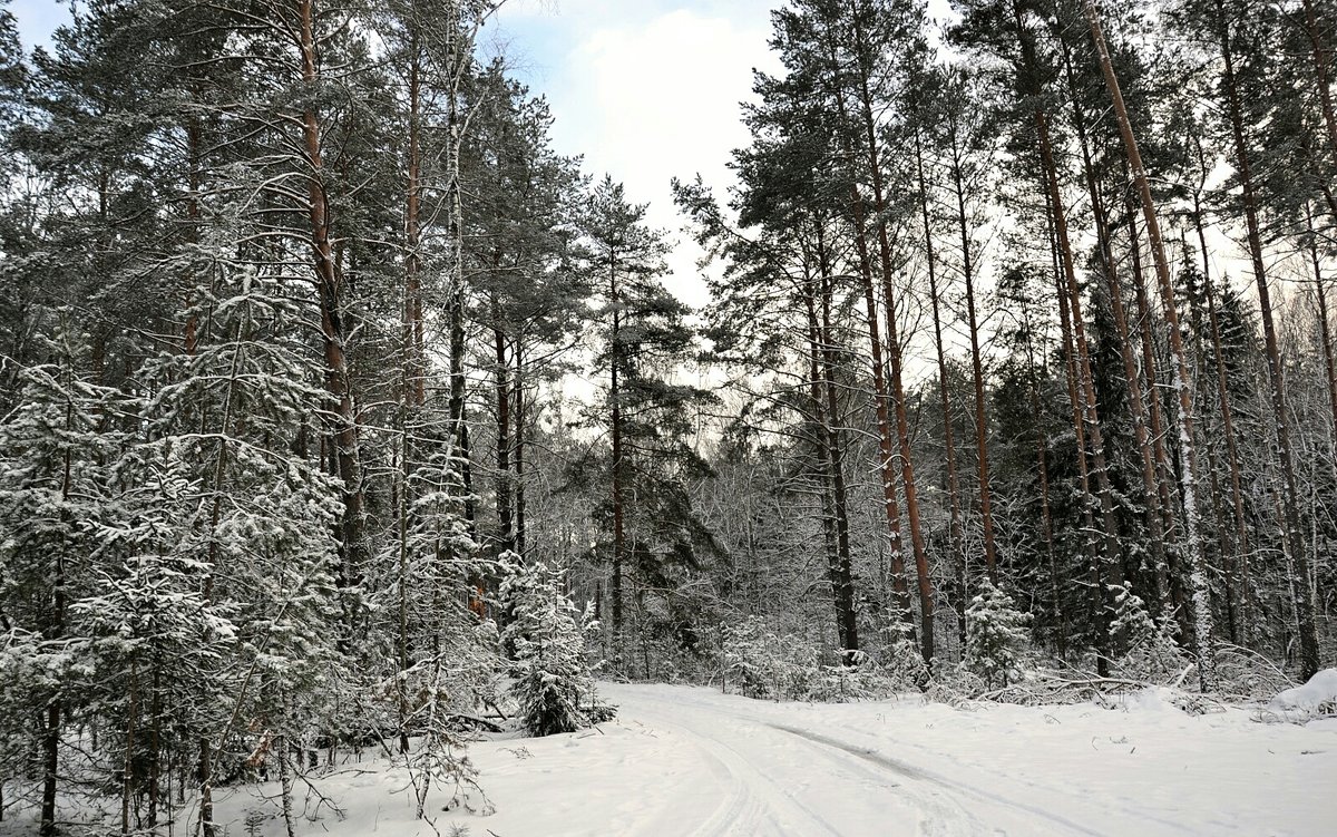 В зимнем лесу - Милешкин Владимир Алексеевич 