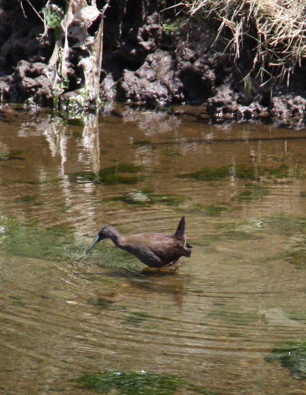 Plumbeous Rail - чудинова ольга 