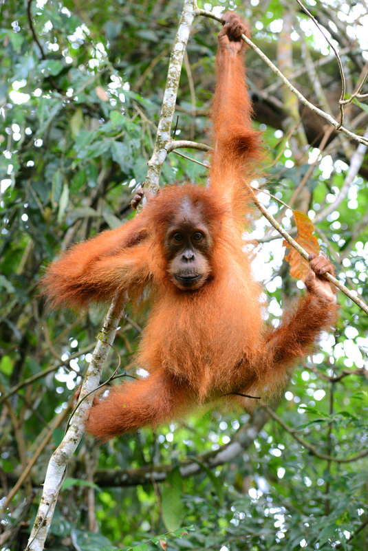 Молодой орангутанг. Суматра - Юрий Белоусов