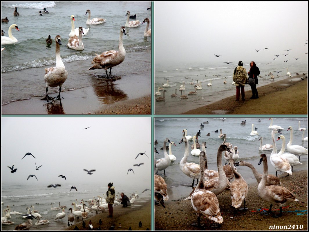 Море, птицы, туман... - Нина Бутко