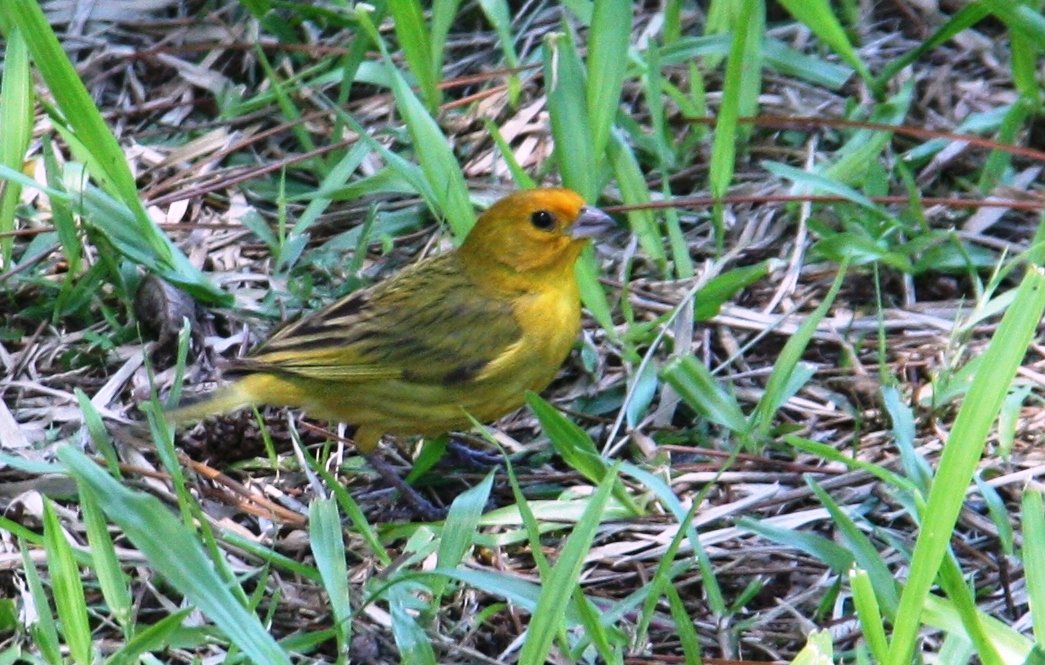 Saffron Finch - чудинова ольга 