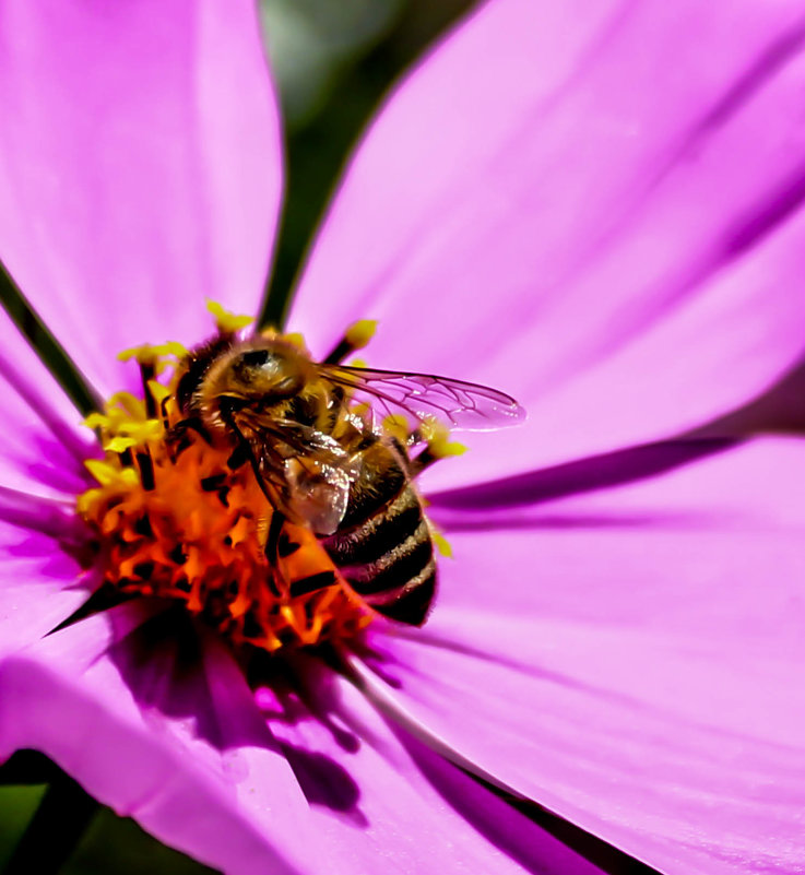 Обычный день пчелы - Niki_ Nik