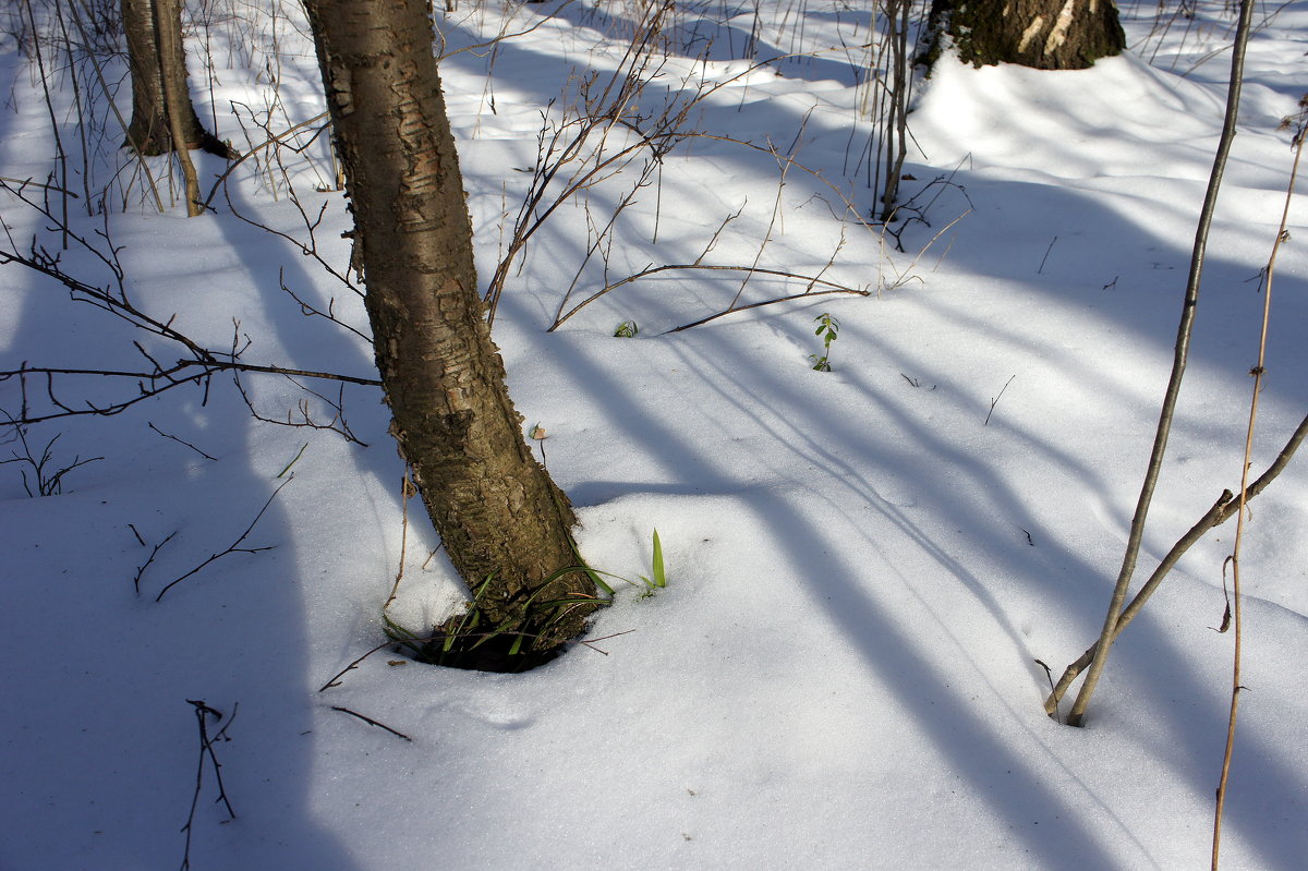 С первым лучиком сквозь снег пробивается трава. - Елена Павлова (Смолова)