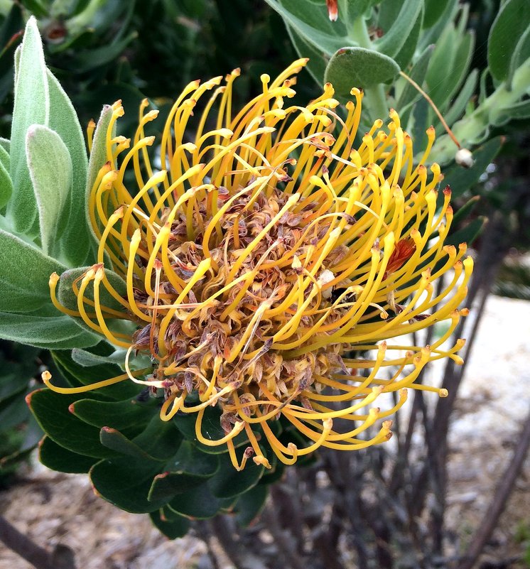 Экзотический цветок Австралии - Александр Скамо