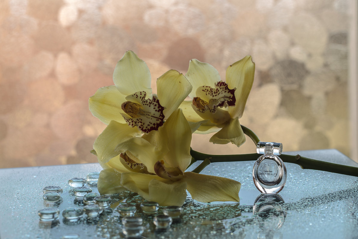 орхидея - татьяна 