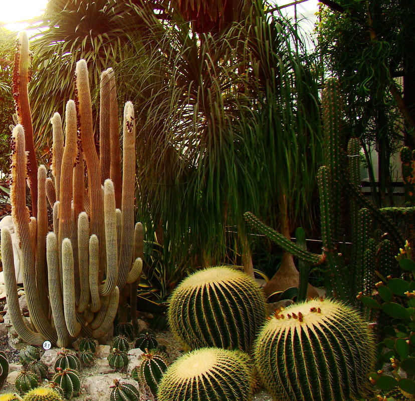 Кактусы в Никитском ботаническом саду. - Любовь К.