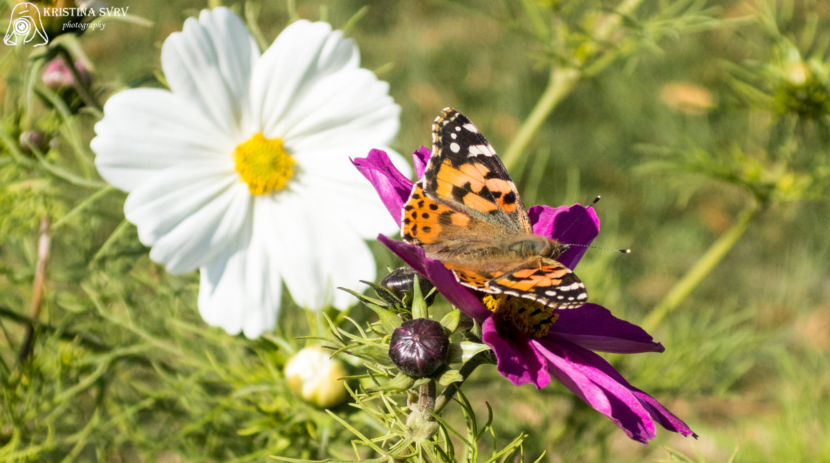 Бабочки наслаждаются весной - Kristina Suvorova
