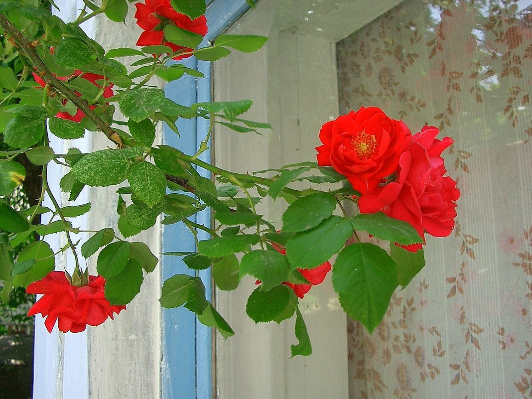 Розы заглядывают в окно. - Оля Богданович