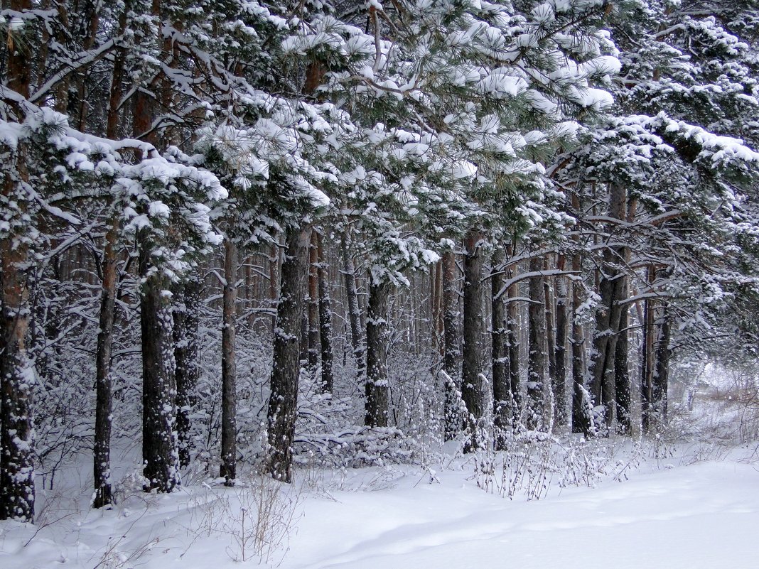 Снежный февраль - Елена Шемякина