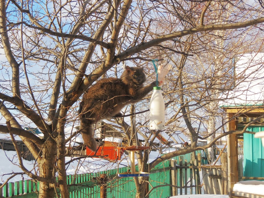 Охотник за синичкиным салом - Марина Прасолова