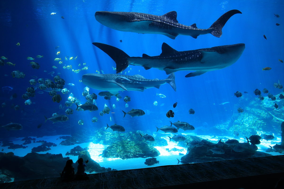 Атланта . самый большой аквариум в мире - Naum 