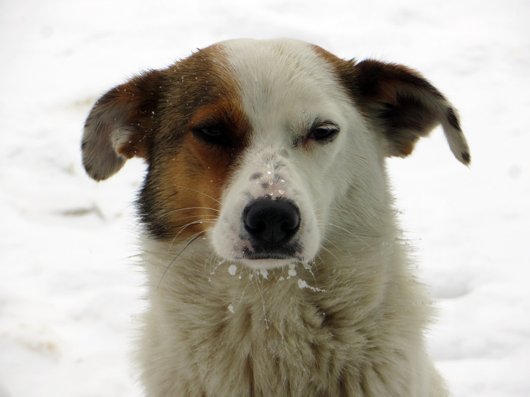 Портрет собаки с отмороженными усиками - Наталья (D.Nat@lia)