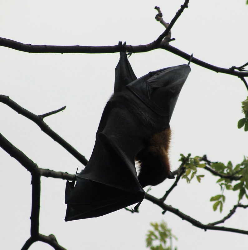 летучая мышь на дереве - maikl falkon 