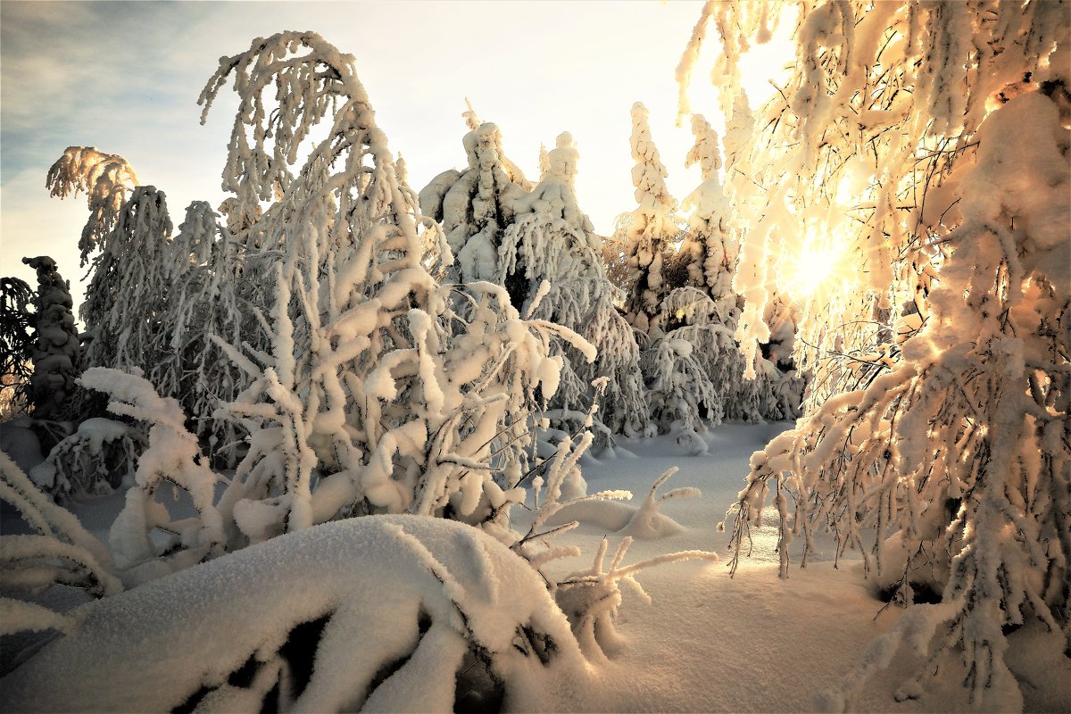 Утро в зимнем лесу - Анатолий 