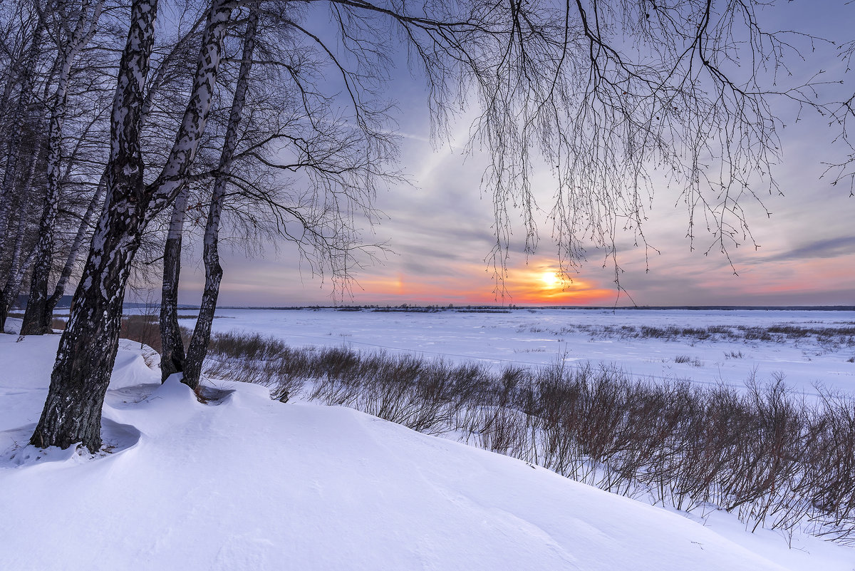 Березы и заходящее солнце на краю зимнего леса - Сергей Добрыднев