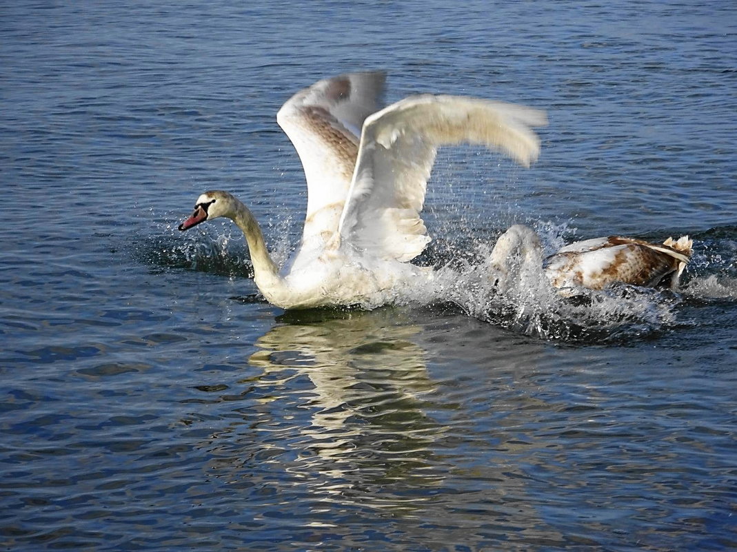 Лебеди на море в Янтарном. Что-то не поделили.. - Маргарита Батырева