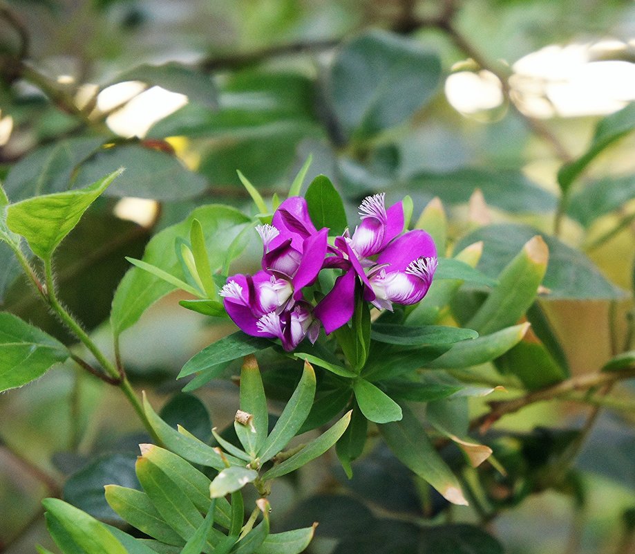 Истод миртолистный (Polygala myrtifolia L.) - Елена Павлова (Смолова)