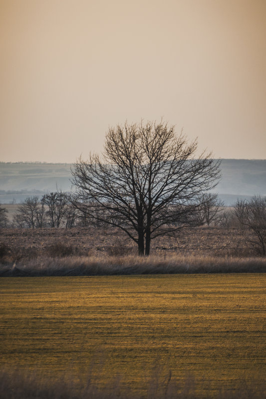 одинокое дерево - Алина Гриб