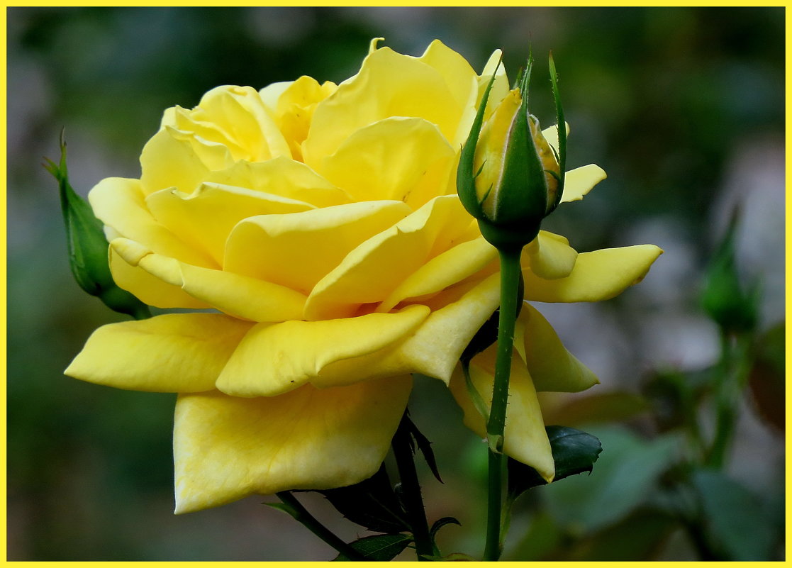 Жёлтые розы надежды... - Светлана Петошина