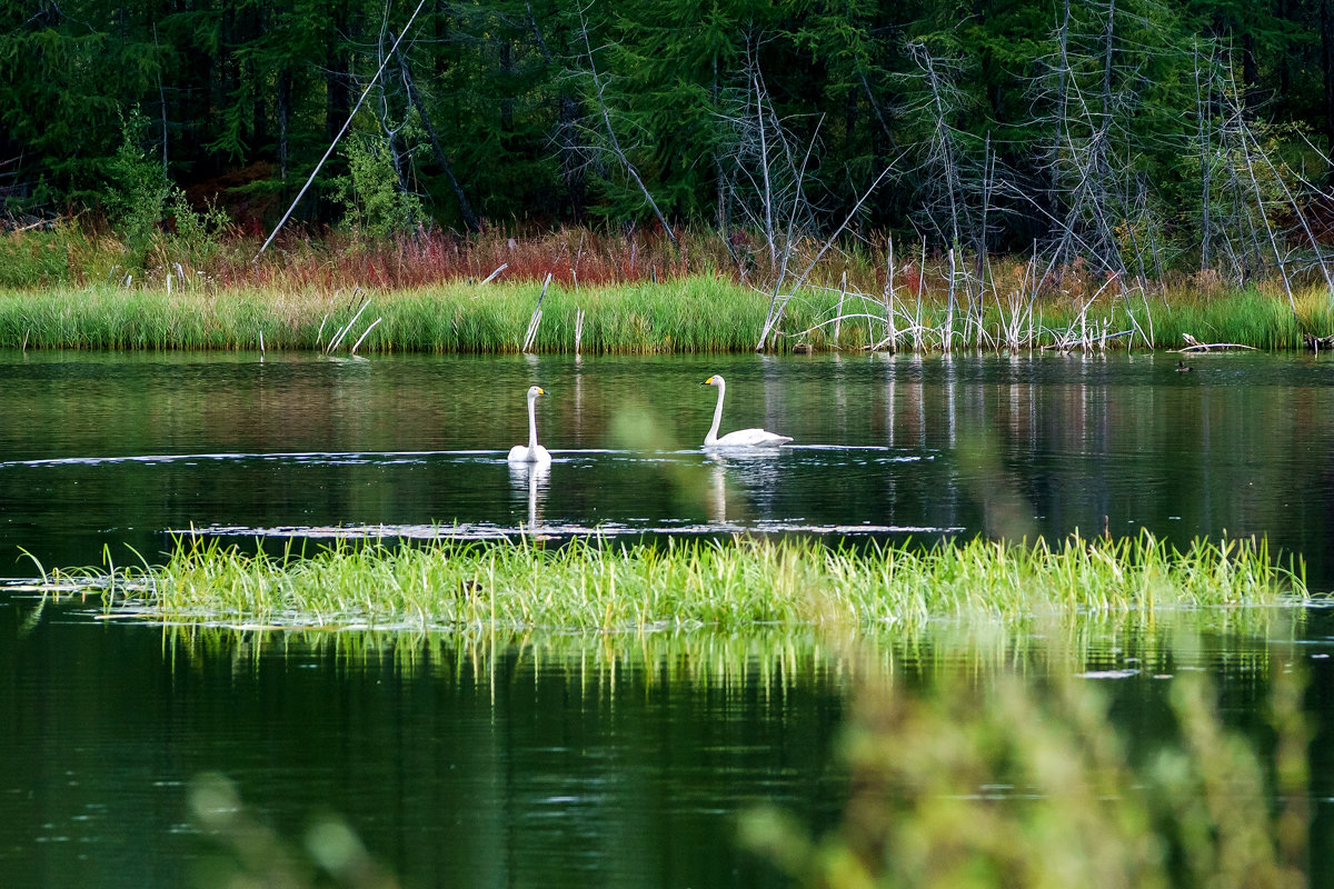 Лебеди на озере. - Юрий Харченко