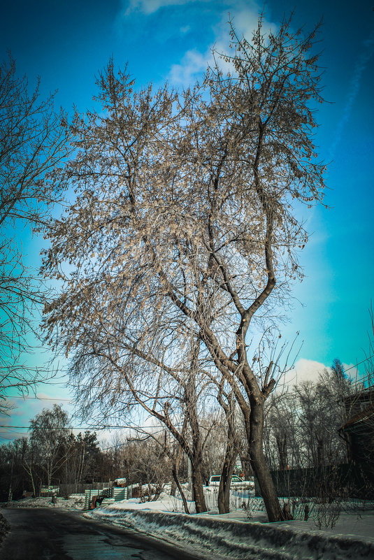 дерево - Ирина 