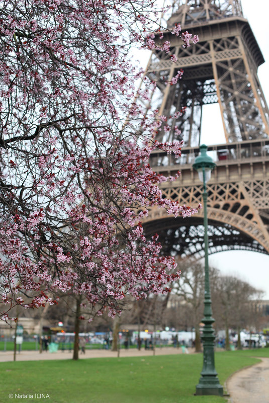 Весна идет, весне дорогу! - Фотограф в Париже, Франции Наталья Ильина