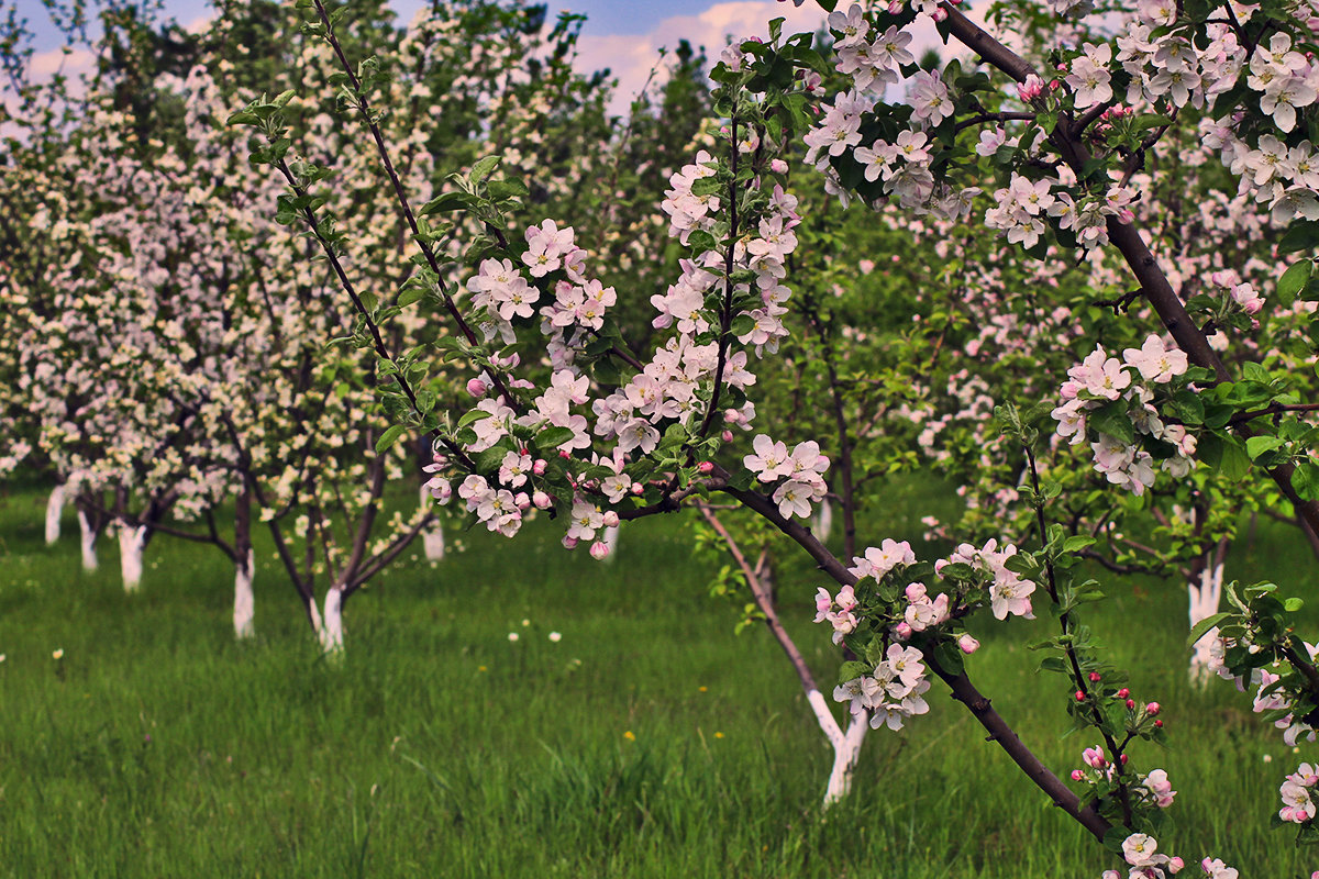 Сибирский яблоневый сад - Екатерина Торганская