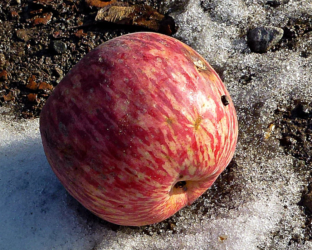 "Падлое яблоко", как говорила моя мама про упавшее яблоко... - Асылбек Айманов