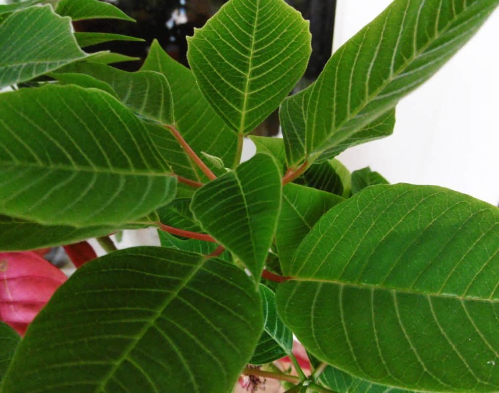 Листья пуансетии - татьяна 