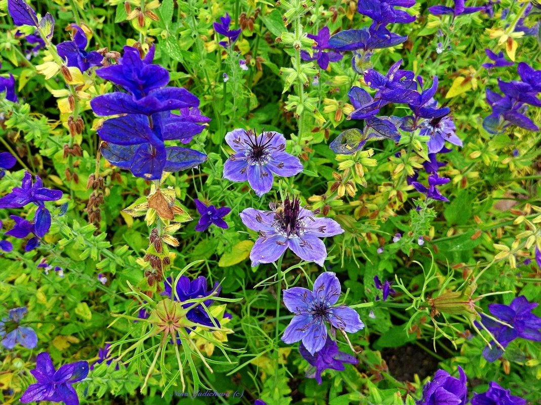 Nigella - Nina Yudicheva