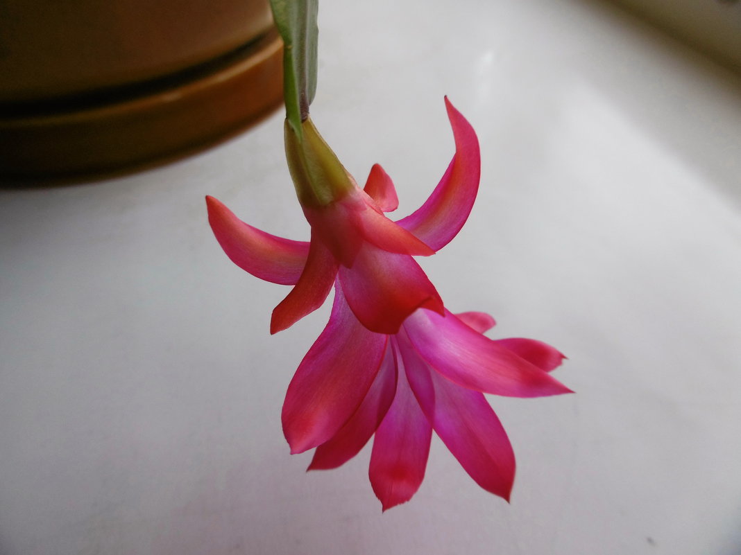 Цветок декабриста - татьяна 