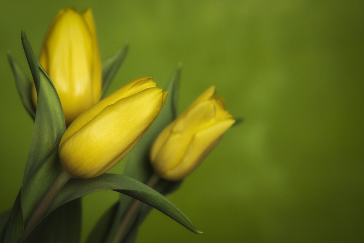Желтые тюльпаны... - Лариса Н