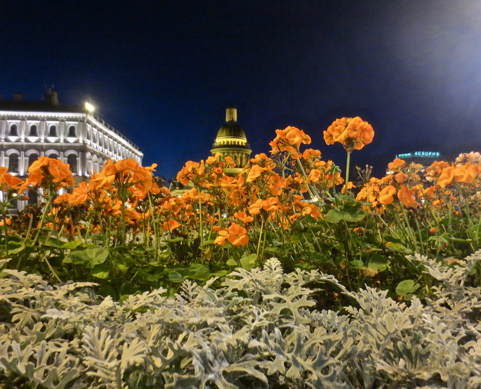 цветы на Исаакиевской площади - Елена 