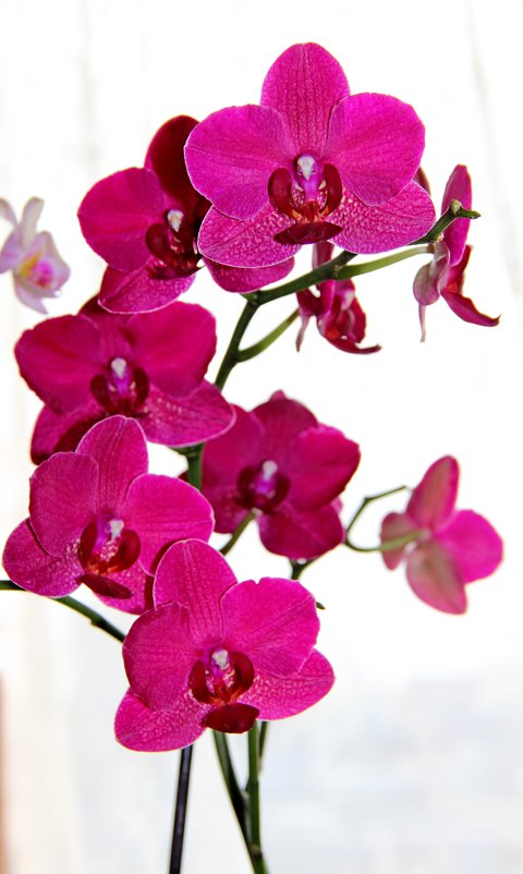 Орхидея - yav 110455