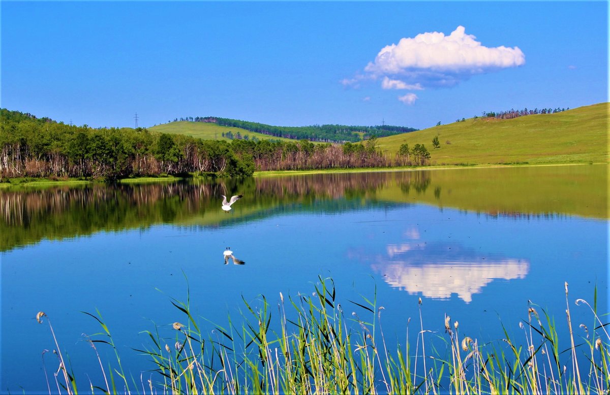 Чайка над озером - Сергей Чиняев 