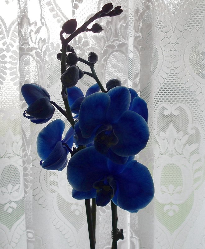Моя новая орхидея - Natalia Harries